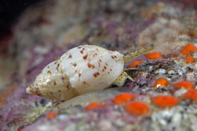 Amphissa versicolor